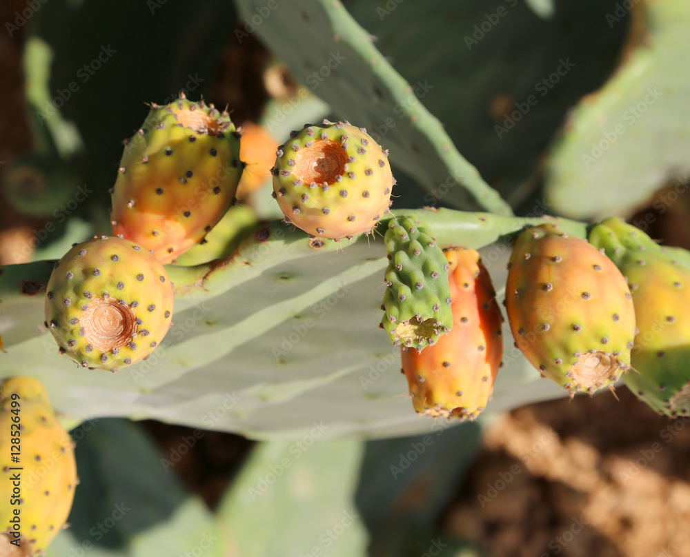 many ripe prickly ready for harvest many ripe prickly ready for harvest