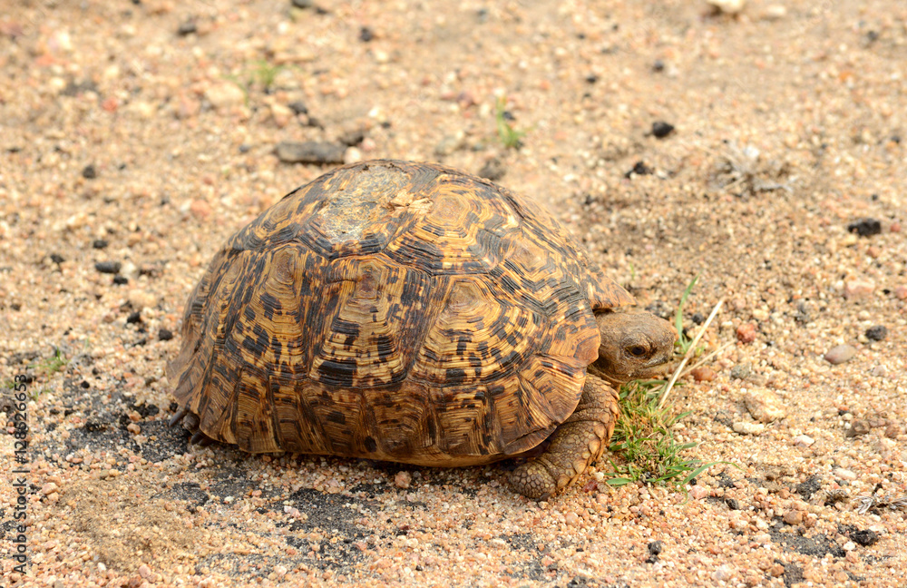 Leopard Tortoise Leopard Tortoise