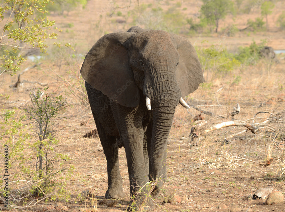 Elephant looking for food during a drought