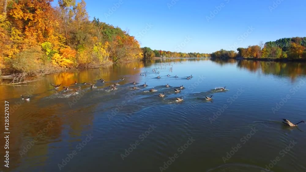Flock of Canadian Geese swim amid colorful autumn scenery.
