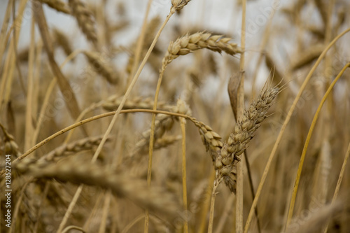 wheat detail