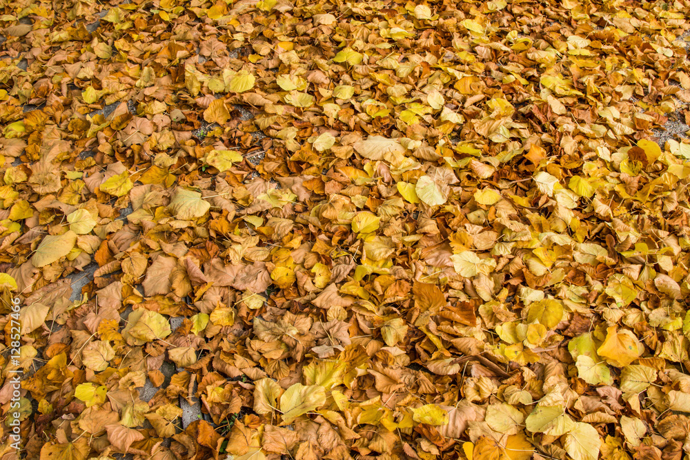 Dry leaves / dry leaves in autumn on the floor in a beautiful autumn forest background. Dry leaves / dry leaves in autumn on the floor in a beautiful autumn forest background.