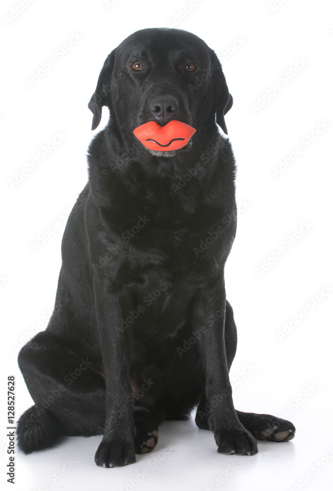 dog holding toy in mouth