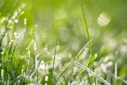 Grass. Fresh frozen green grass with dew drops closeup. Frost on the grass. Sun. Soft Focus. Abstract Nature Fund.