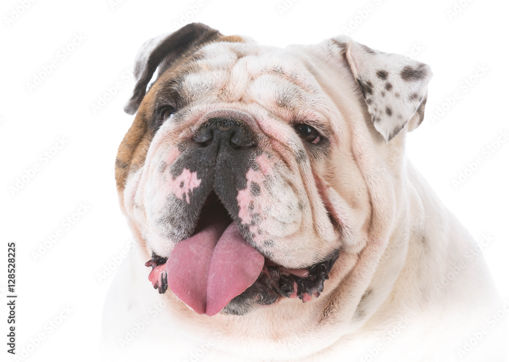 happy bulldog portrait