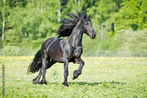 Black Friesian horse runs gallop in summer time © Dotana