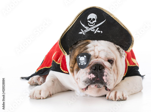 dog dressed up like a pirate photo