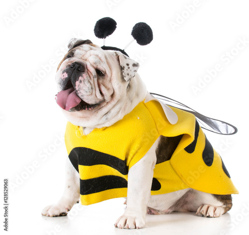 dog dressed like a bee