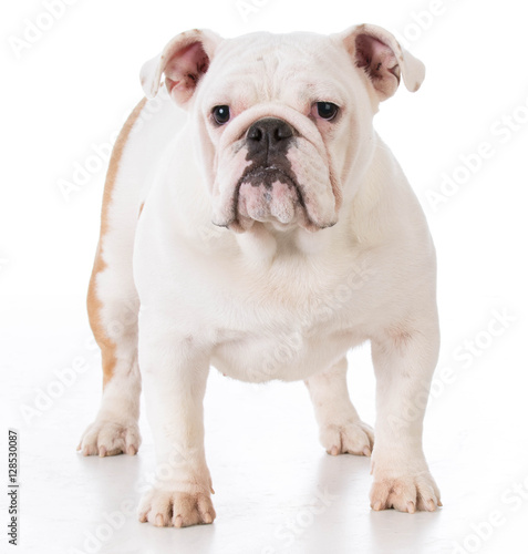 bulldog puppy standing