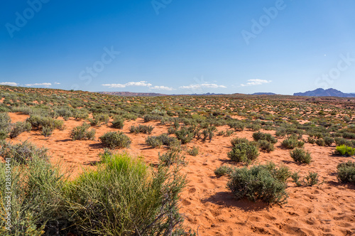 Desert with sand and small bushes in Arizona  USA