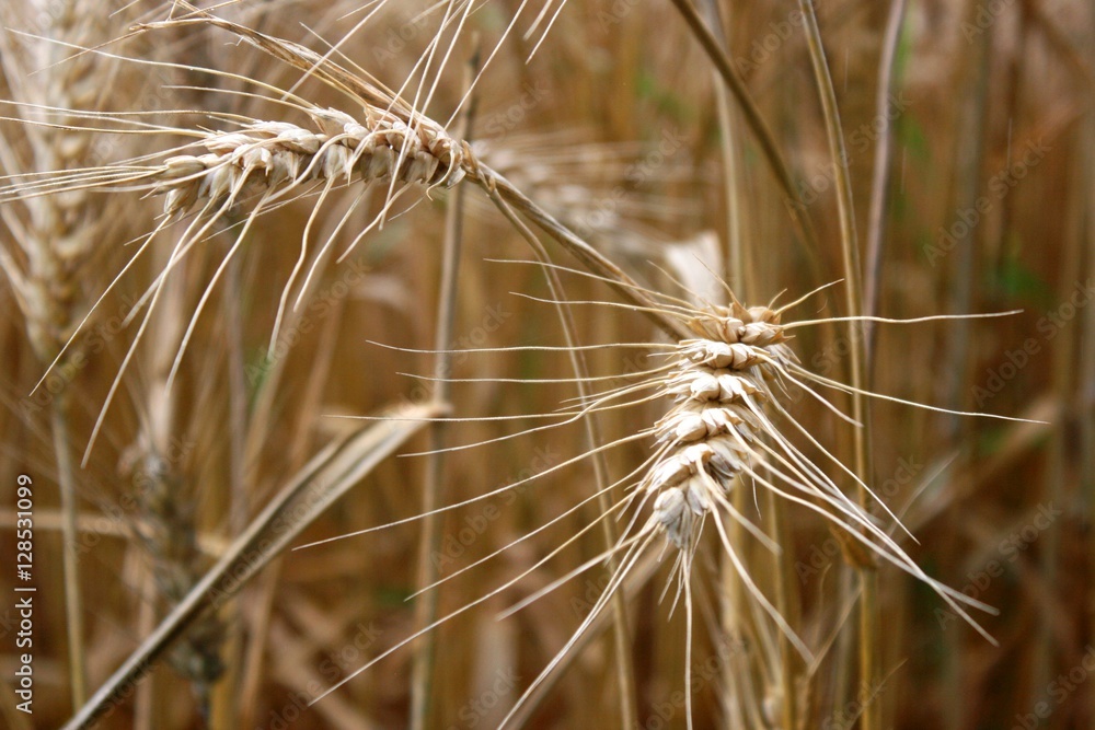 Ears of wheat in a field in France Ears of wheat in a field in France