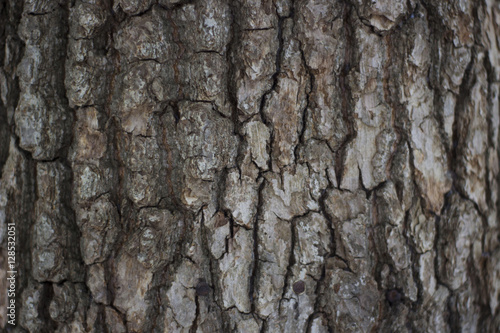 Texture of Pine Bark