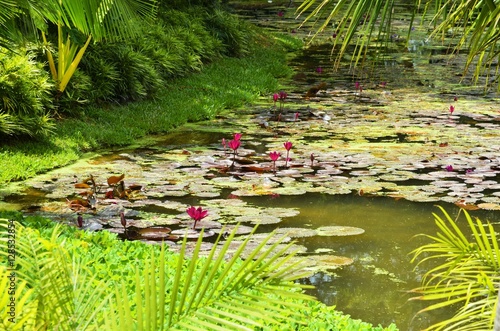 Nymphaea, pink waterlily,