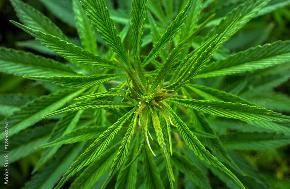 marijuana leaf closeup. cannabis drug. marijuana leaf closeup. cannabis drug.