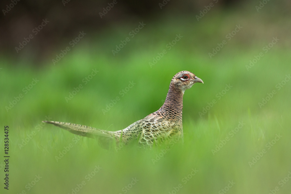 Poule faisane Poule faisane