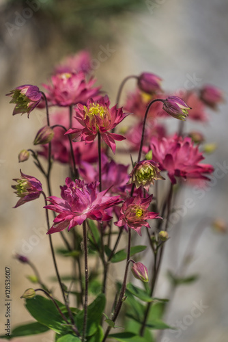 Fototapet Pink aquilegia or columbine flowering in garden.