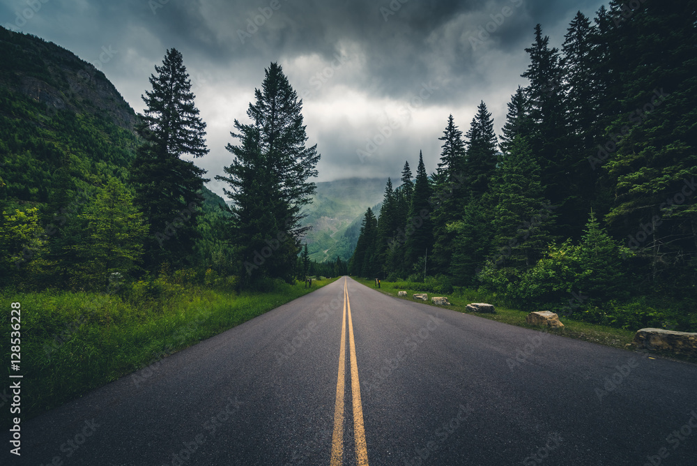 Obraz premium Lasowa droga w chmurnym dniu.