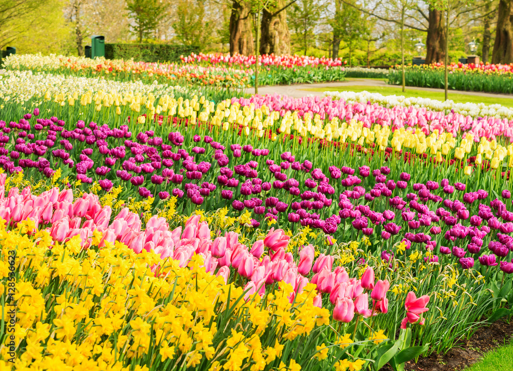 Spring flowers flowerbed - yellow, pink and violet - in dutch garden, Keukenhof, Netherlands
