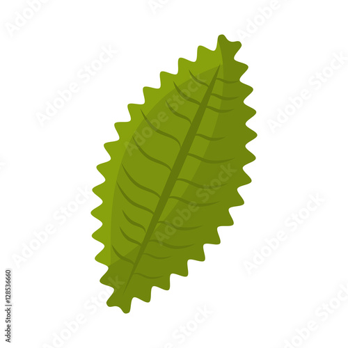 leaf plant isolated icon vector illustration design