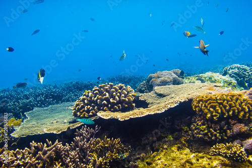 The underwater life of the tropics