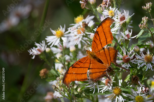 Ruddy Daggerwing Butterfly photo