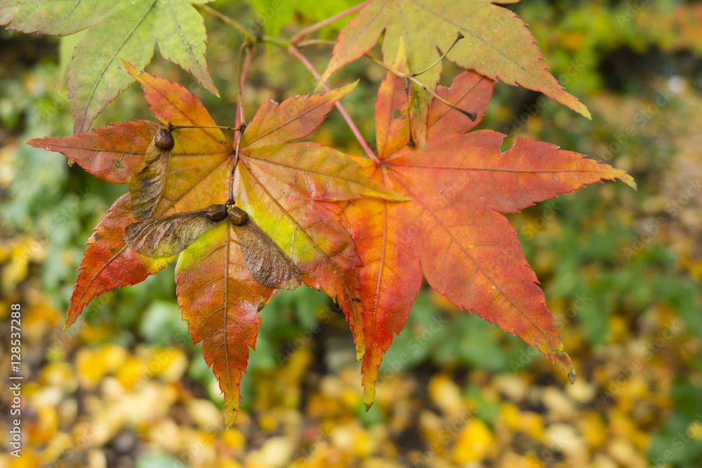 Details of nature in Autumn Details of nature in Autumn