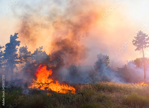 Forest fire. fallen tree is burned to the ground a lot of smoke when vildfire. © yelantsevv