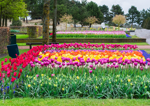 Colorful growing tulips rows flowerbed at Formal Duch Garden