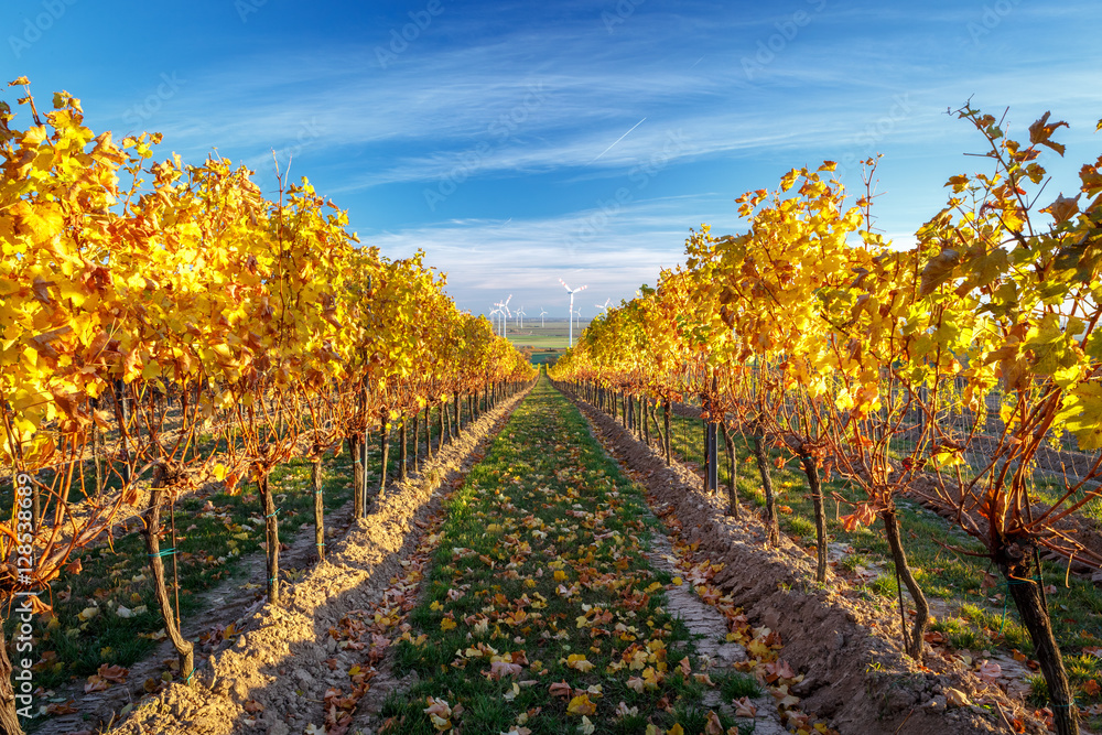 Vineyard in autumn after harvest at golden sunset