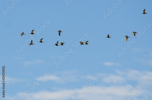Large Flock of Wilson's Snipe Flying in a Blue Sky