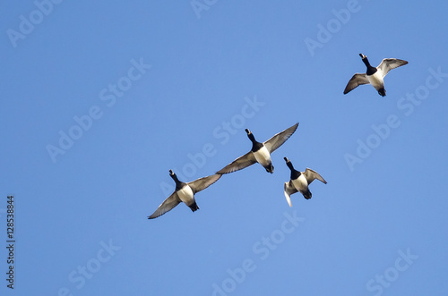 Four Ring-Necked Ducks Flying in a Blue Sky