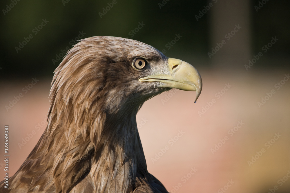 Obraz premium Golden Eagle