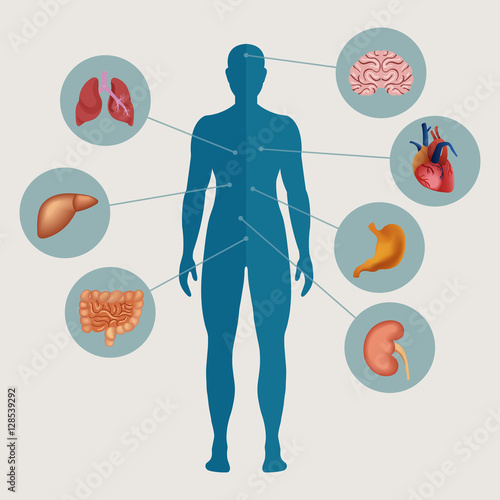 Human body with internal organs. Medical infographics elements. Vector illustration.