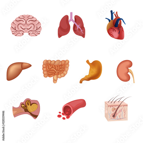 Different flat human organs set with brain heart lungs stomach bowels kidneys isolated on white background vector illustration
