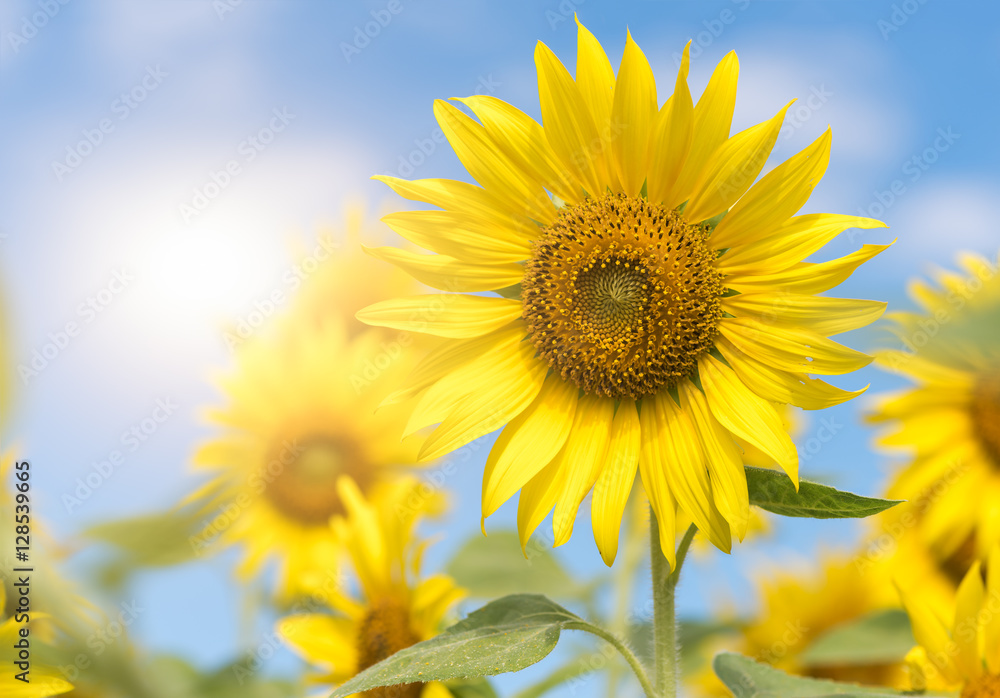 sunflower flower in with sunlight and blue sky sunflower flower in with sunlight and blue sky