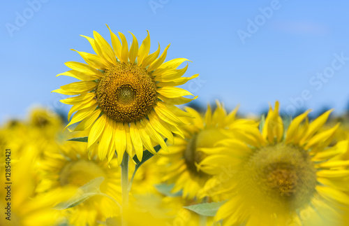 sunflower flower on blue sky background