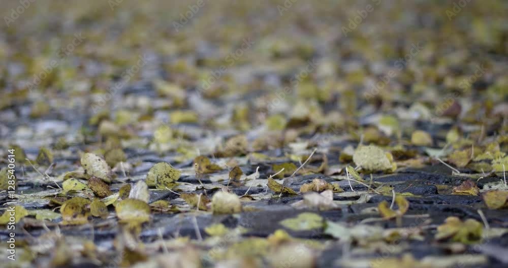 Autumn Rain. Rain Drops Falling Over Leaves Close Up. Autumn Rain. Rain Drops Falling Over Leaves Close Up.