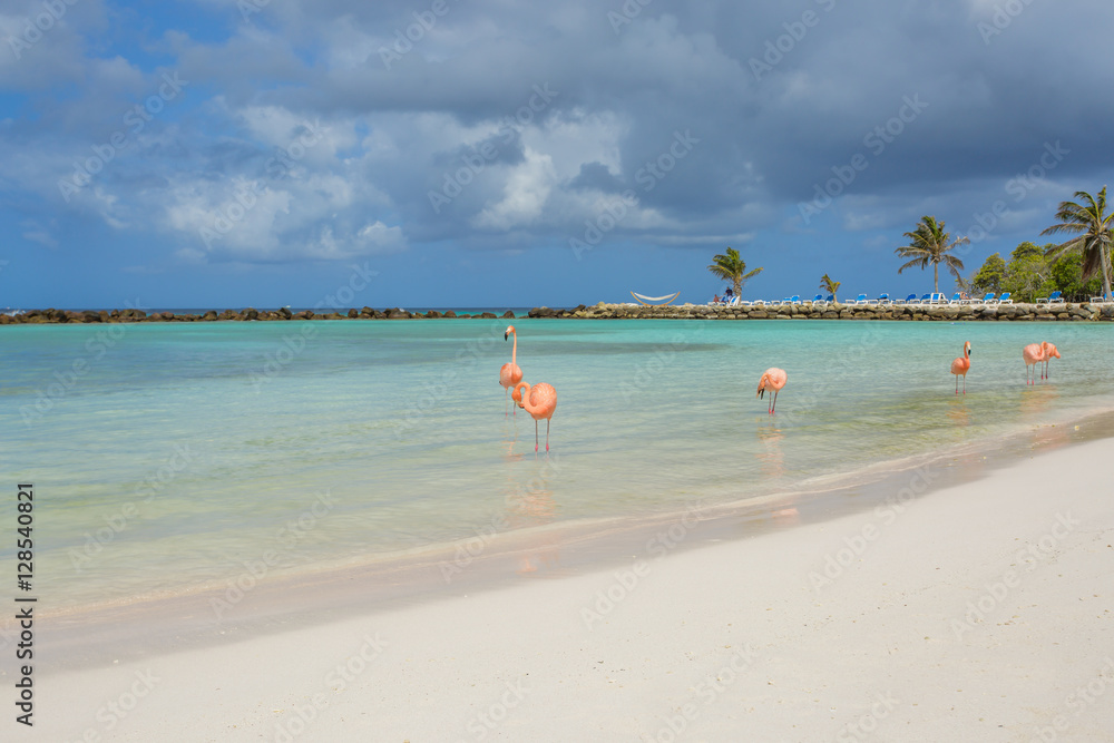 Flamingos on the beach