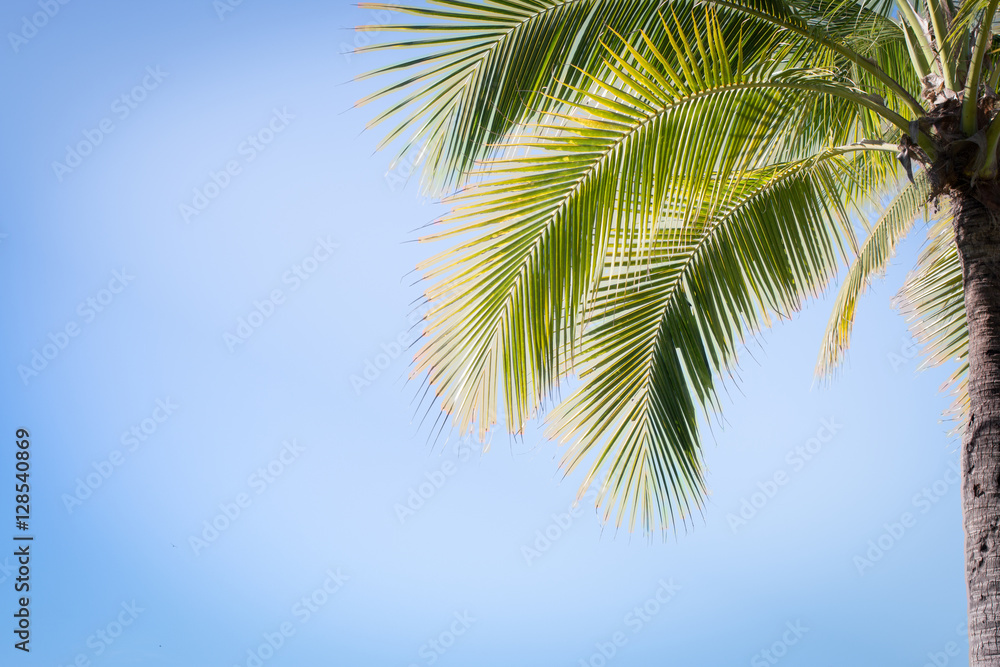 The Coconut Tree Under Blue Sky With Copy Space Area