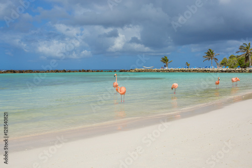 Flamingos on the beach