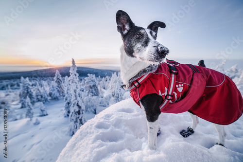 Portrait of dog in winter