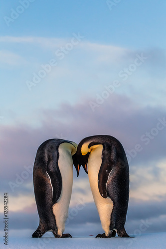 Emperor penguin couple putting heads together