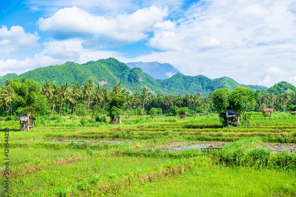 Rice field and volcano on Bali