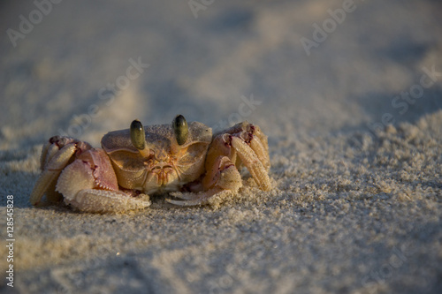 crab on a beach of Tanzania
