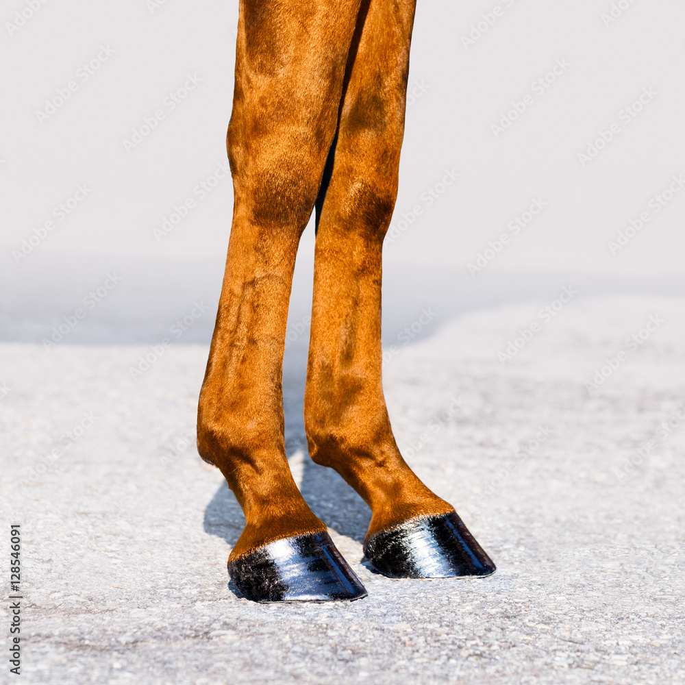 Obraz premium Końskie nogi z kopytami z bliska. Skóra kasztanowca. Kwadratowy format.