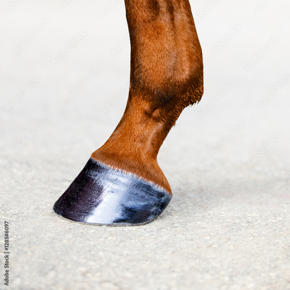 Obraz premium Noga konia z kopytem. Skóra kasztanowca. Zbliżenie kopyt zwierząt. Kwadratowy format.