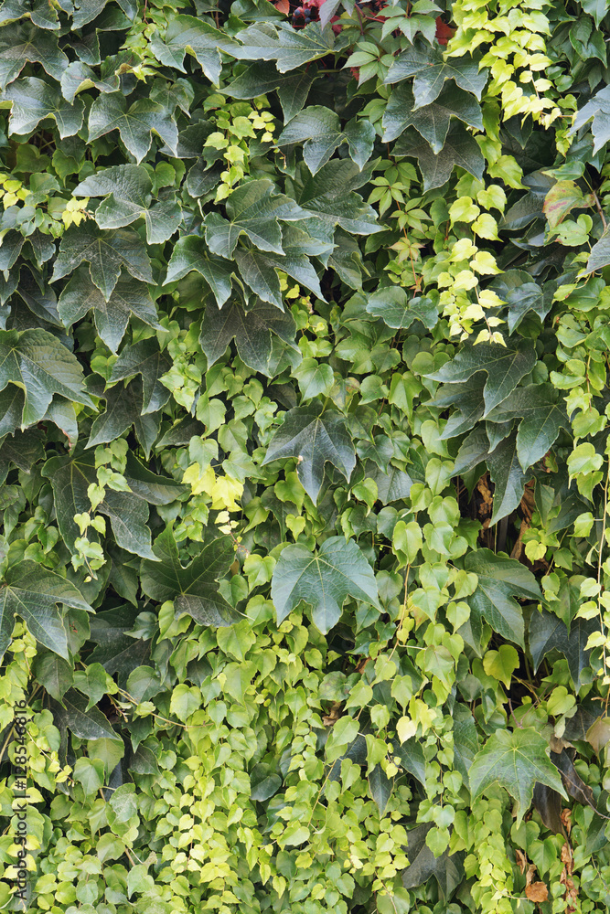 Abstract plant wall background, The Green creeper plant Abstract plant wall background, The Green creeper plant