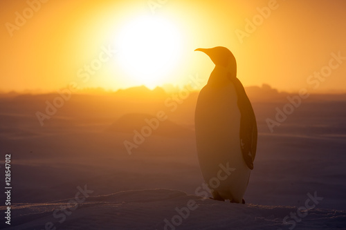 Emperor penguin on sea ice during sunset