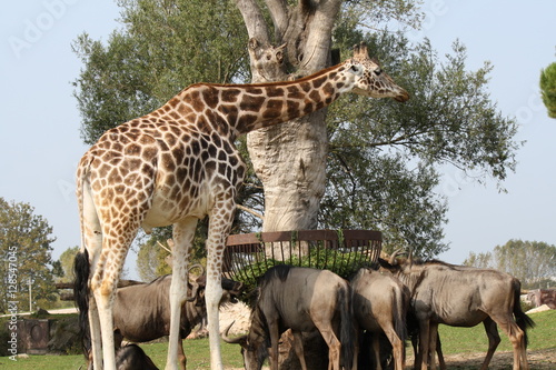 Close up of a Giraffa in a zoopark  