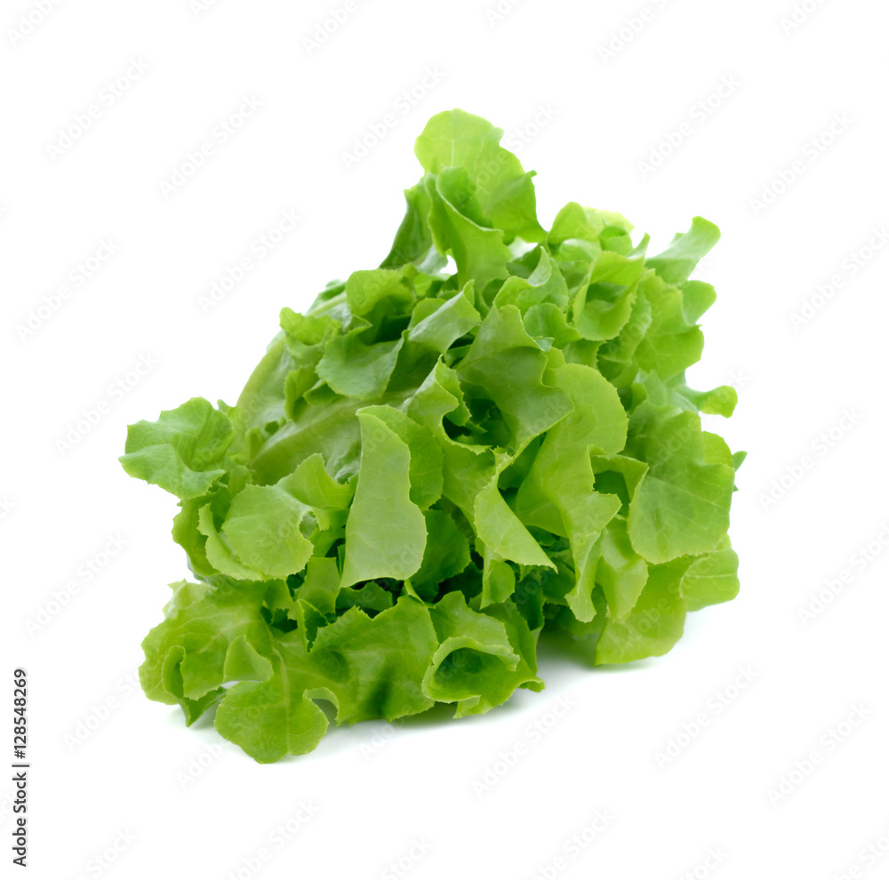 fresh lettuce leaves isolated on white background fresh lettuce leaves isolated on white background